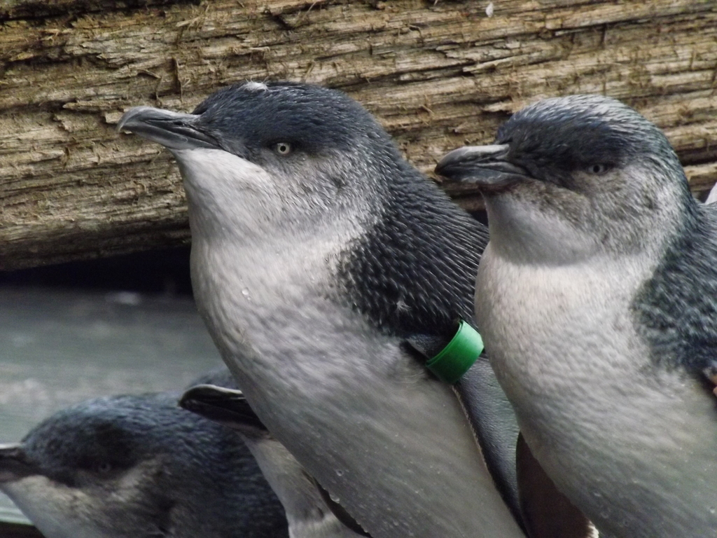Little penguins 02