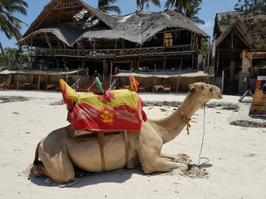 things to do in mombasa kenya | take a ride on some unique transportation