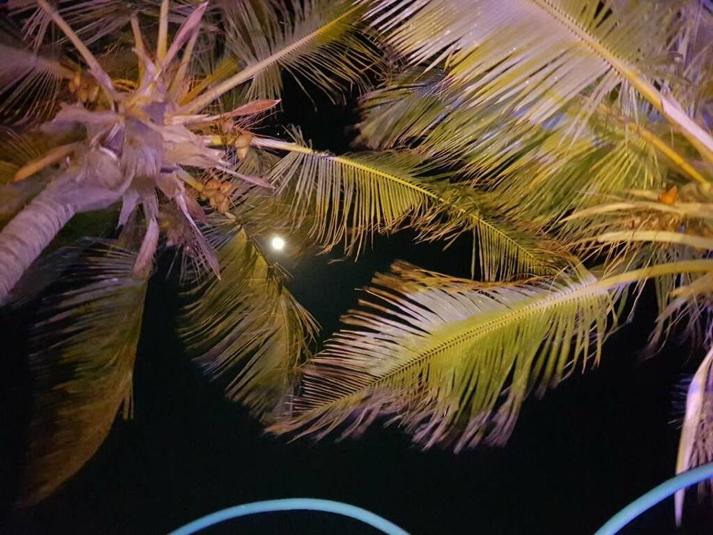 peak through the palm trees and see the moon and the stars