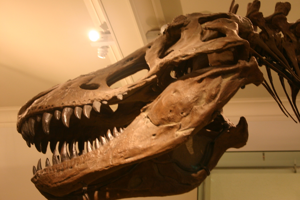 T-Rex Skull