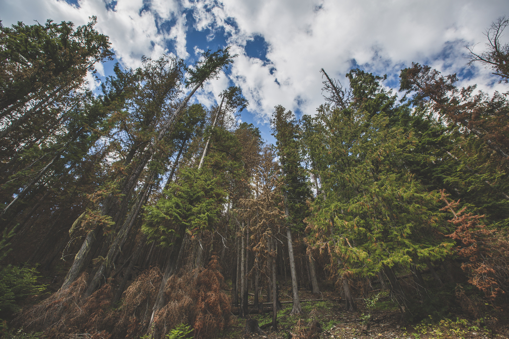 Kootenai National Forest - Looking Up - Montana NF5996 (29745719945)