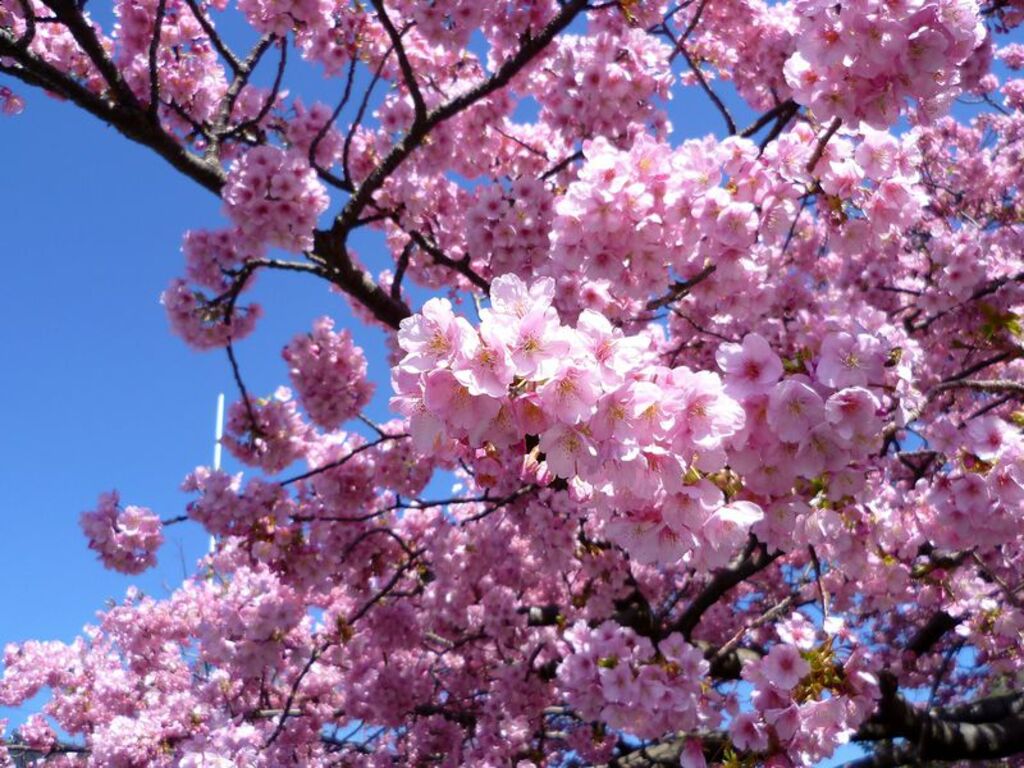 "Kawazu Cherry Blossom Festival