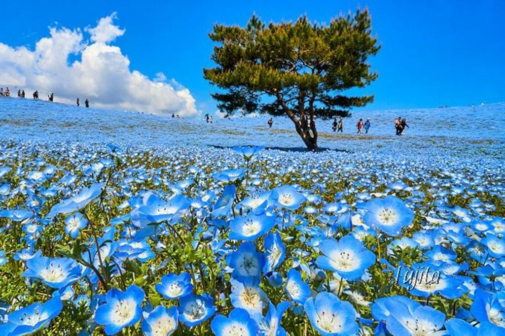 "Nemophila Flower Festival