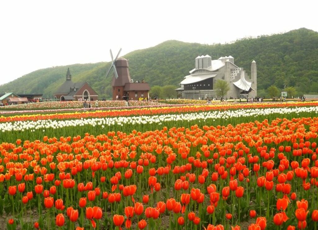 "Kamiyubetsu Tulip Festival