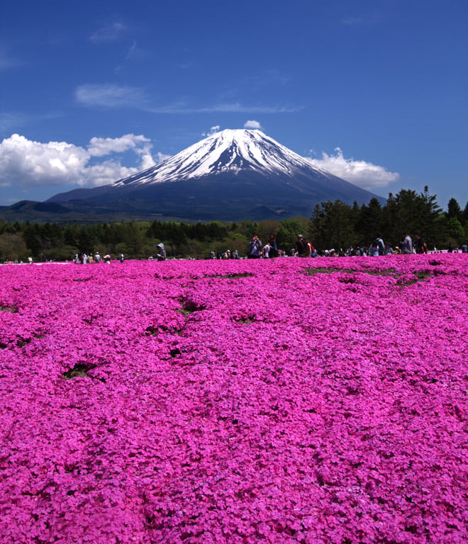 Fuji Shibazakura Festival 2