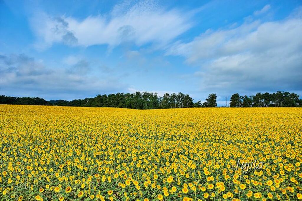 "Hokuryu Sunflower Festival