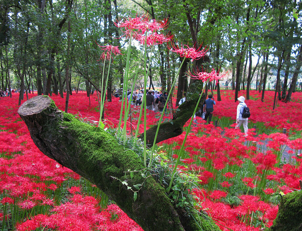 Hidaka Kinchakuda Spider Lily 2