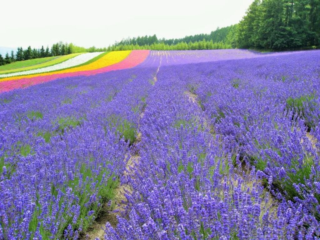 "Farm Tomita Lavender Festival