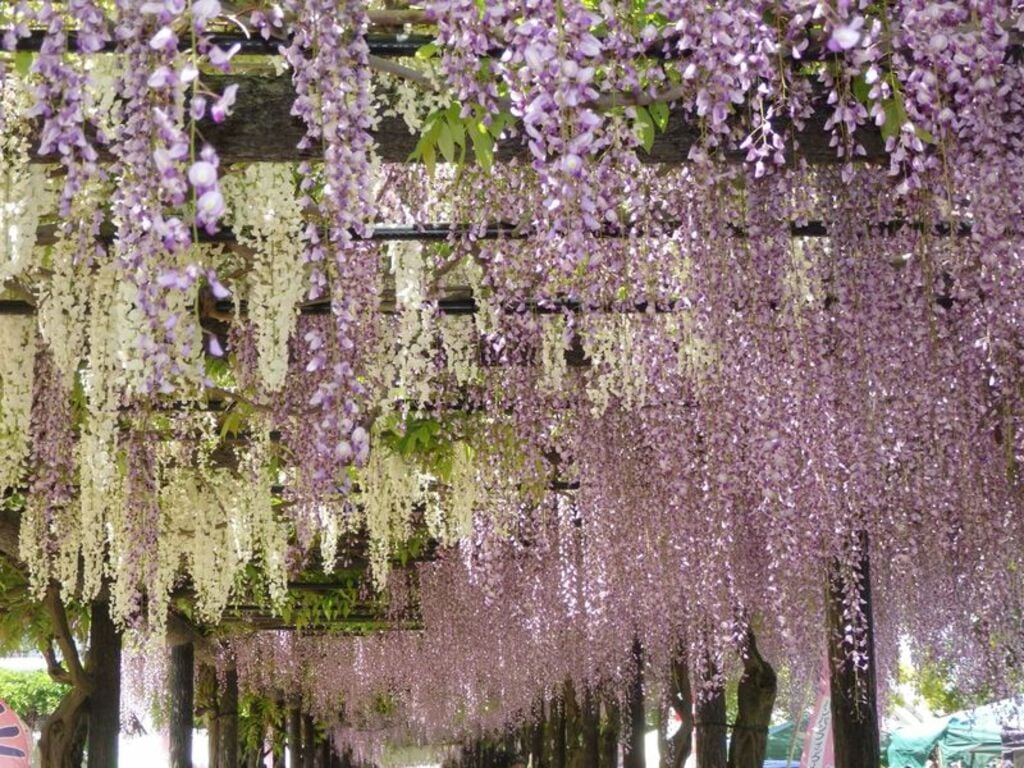 "Wisteria Festival