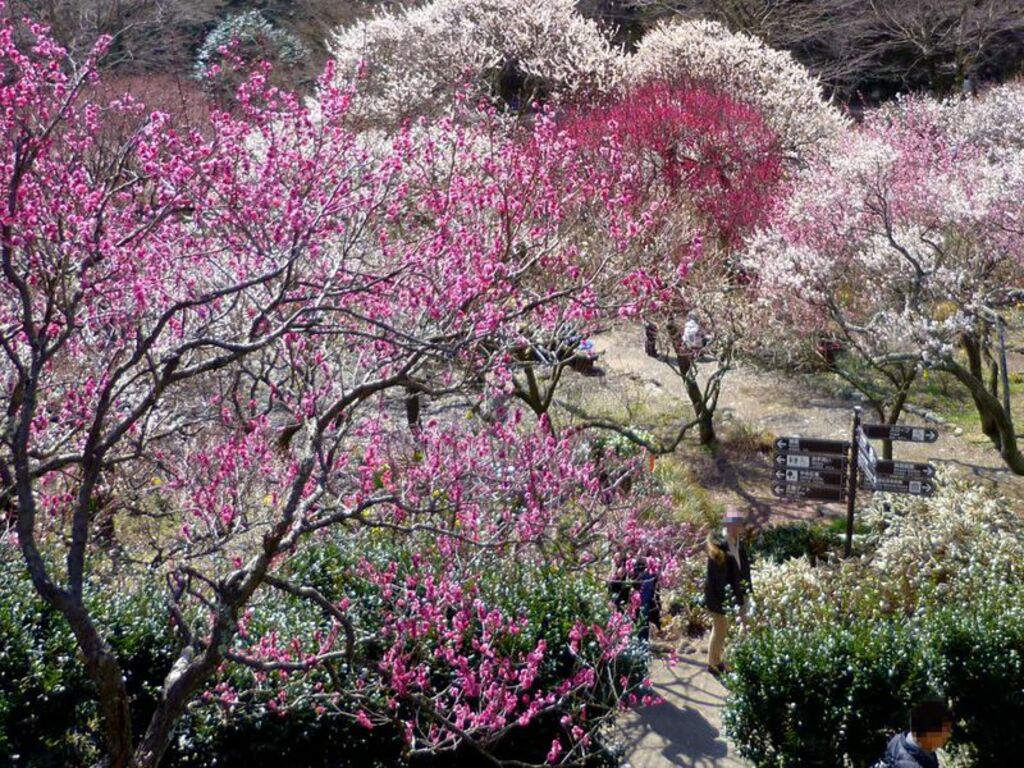 "Atami Baien Ume Matsuri