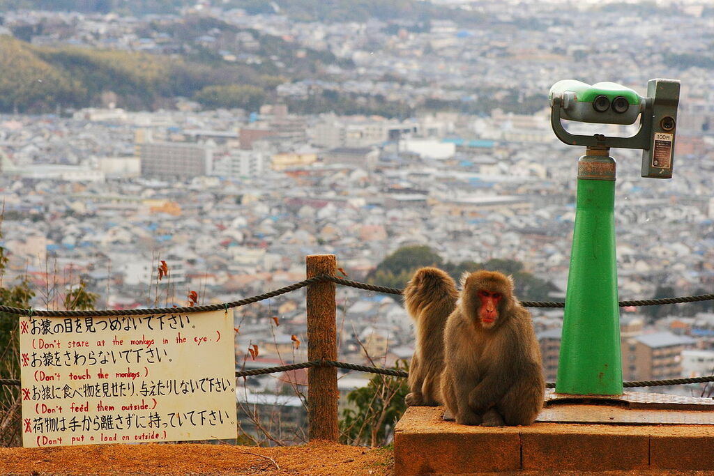 Arashiyama Monkey Park Iwatayama in 31 Dec 2012