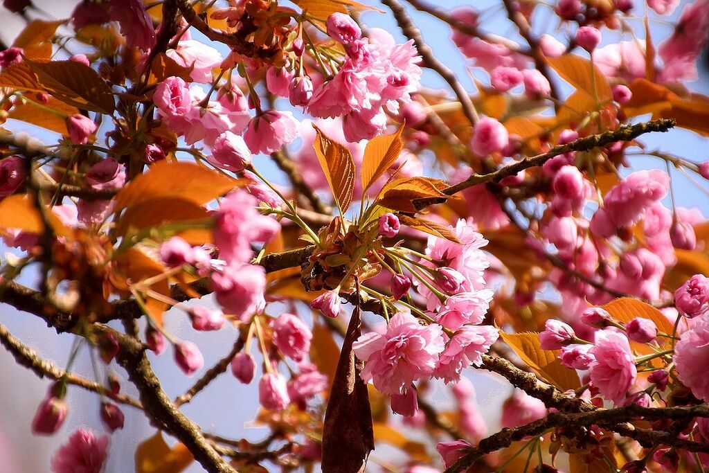Hanami - Sakura festival Japan 01