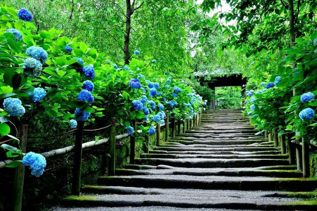 Admire beautiful hydrangea blooms at Meigetsuin Temple