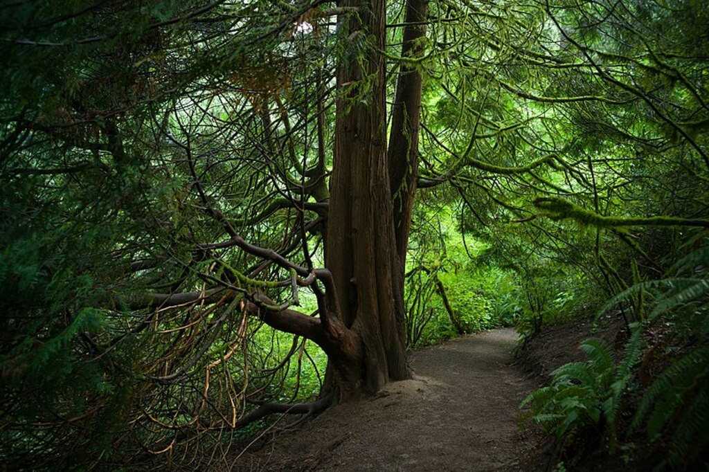 Hoyt Arboretum in Portland, Oregon