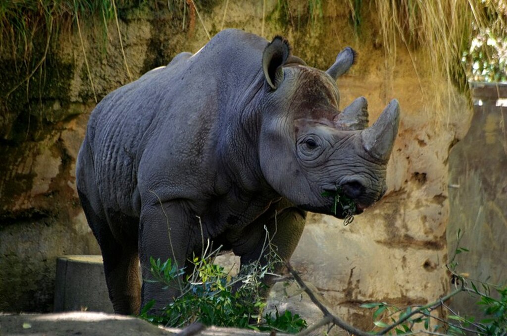Oregon zoo, USA (8347072557)
