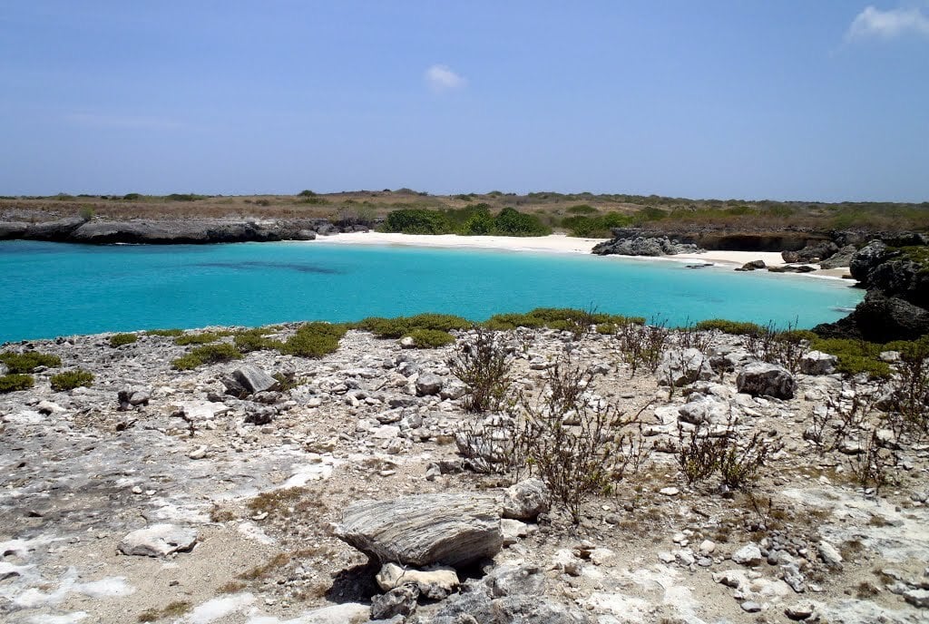 La blanquilla venezuela 2