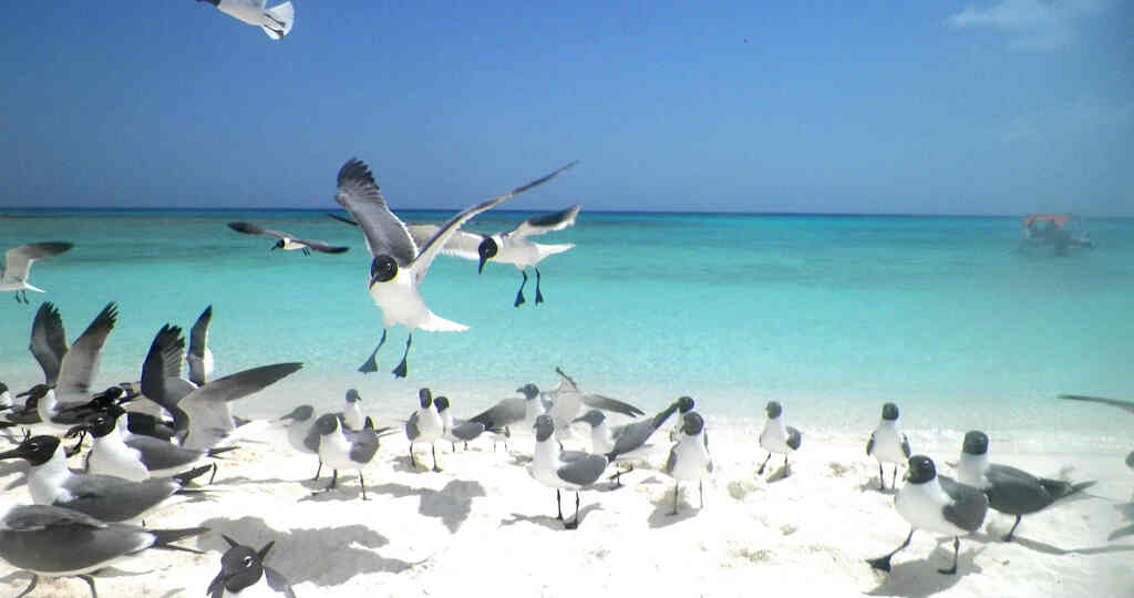 Archipiélago Los Roques - Dos Mosquises