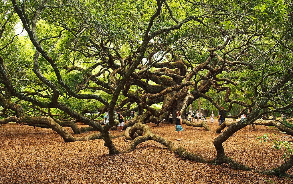 <div class="fn">
How Many Trees</div>